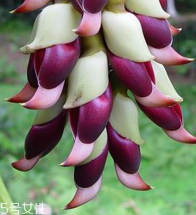鸡血藤怎么泡酒好,鸡血藤和什么泡酒可以壮阳
