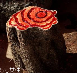 鸡血藤是圆的还是扁的,鸡血藤圆的和扁的区别 鸡血藤是圆的还是扁的,鸡血藤圆的和扁的区别