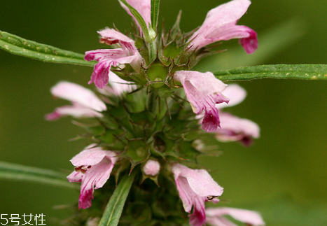 益母草颗粒是怎么做的,益母草颗粒怎么用