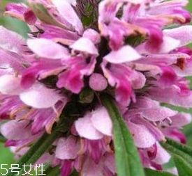 过敏体质能吃香菇吗,过敏体质不能吃什么食物