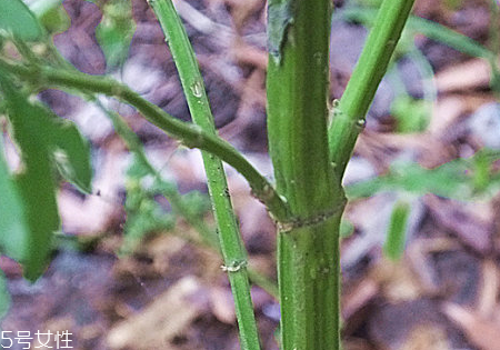 益母草的营养成分,益母草的营养价值及功效 益母草的营养成分,益母草的营养价值及功效