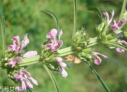 益母草胶囊的功效和作用,益母草胶囊一般吃几天