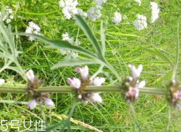 女性喝益母草的好处,益母草的图片大全