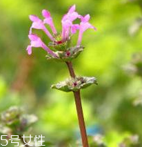 益母草怎么制作,益母草怎么制作方法 益母草怎么制作,益母草怎么制作方法