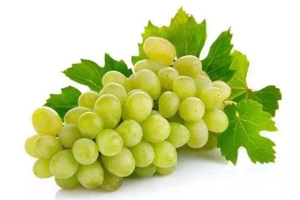 青提子的功效和作用及禁忌,孕妇吃青提子的功效和作用