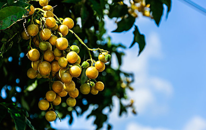 女人吃黄皮果有什么好处?,黄皮水果有什么功效