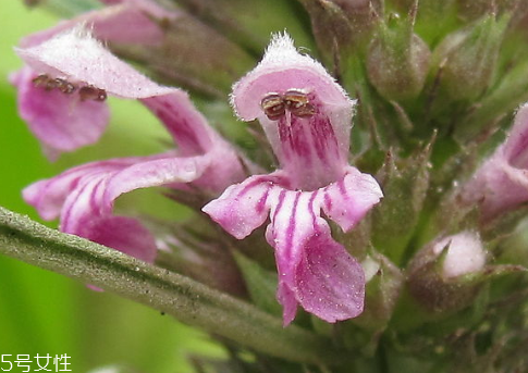 黄皮上火还是降火,黄皮上火吗