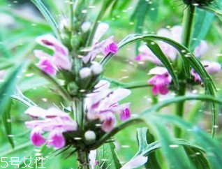 益母草可以洗下面吗,益母草可以用来洗下身吗?