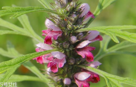 益母草粥怎么做好吃,益母草煲汤做法大全