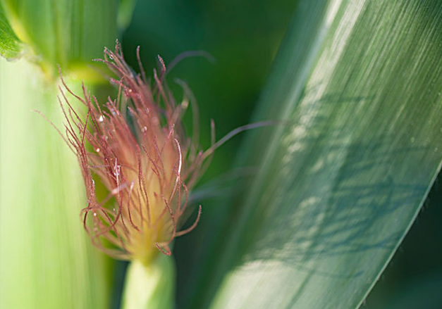 玉米须水喝多了有副作用吗,长期喝玉米须水影响