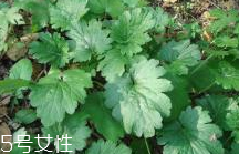 益母草是什么时候喝月经前还是后,益母草喝了一盒大姨妈还没来