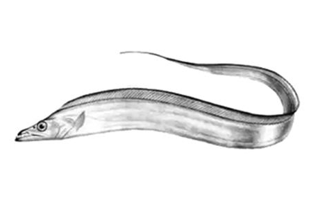 如何选带鱼,带鱼怎么做好吃又简单