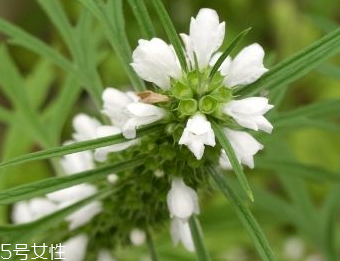 益母草治肾虚吗,益母草可以补肾吗