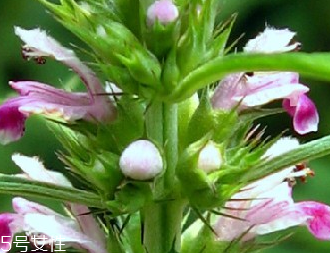 巴沙鱼为什么那么便宜?,巴沙鱼为什么那么便宜 食腐