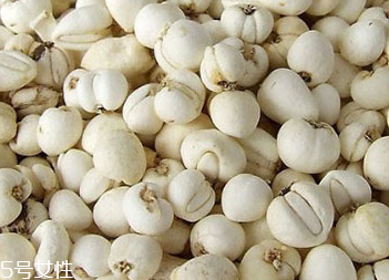 川贝母做法,川贝母如何食用