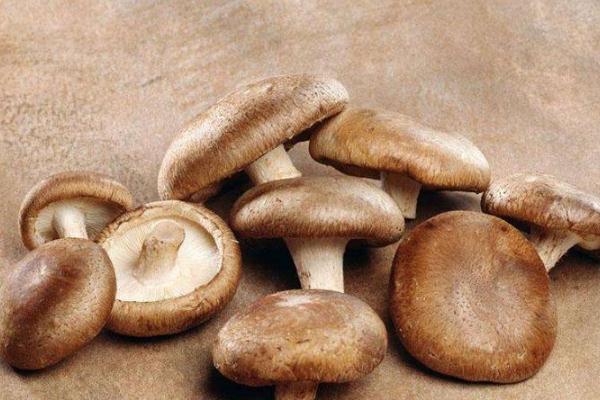 香菇对胃好吗?胃病可以吃香菇吗,香菇对胃好吗