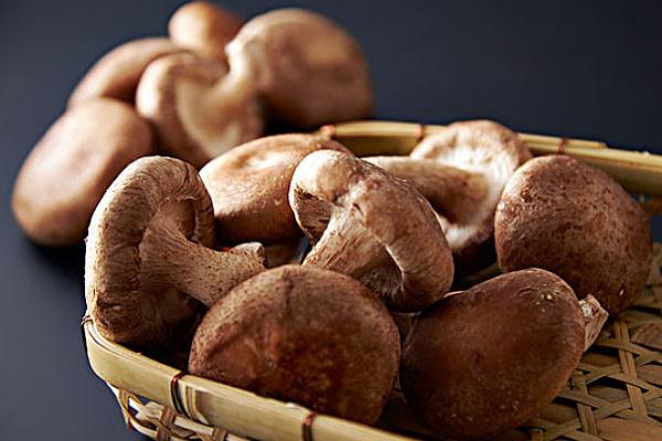 香菇有什么作用,新鲜香菇有毒性吗