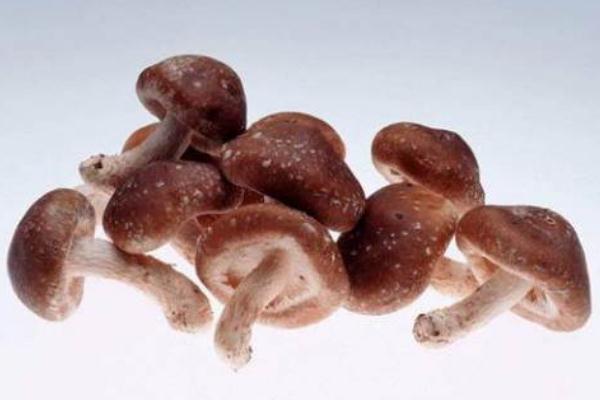 新鲜香菇要煮多久能熟,香菇怎么做更好吃