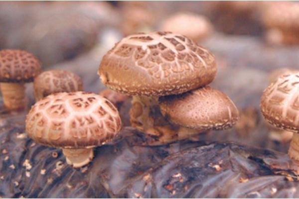 吃了香菇拉肚子怎么回事,吃香菇拉肚子怎么办