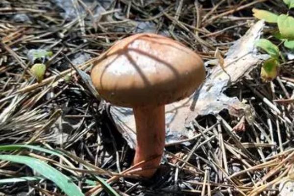 松蘑有毒吗,为什么爱拉肚,松蘑有毒吗