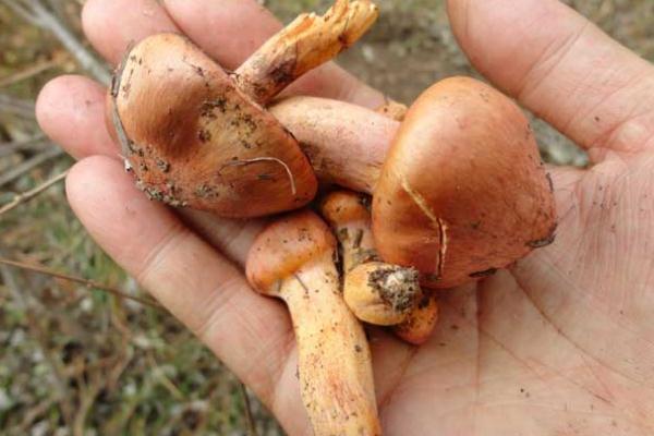 松蘑是松茸吗,松茸和松蘑的区别是什么?