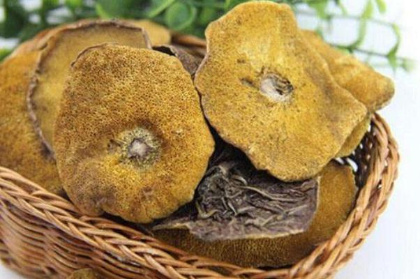 松茸的功效和作用,松蘑的功效和作用和图片 松茸的功效和作用,松蘑的功效和作用和图片