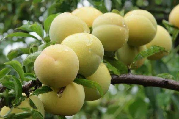 月经期间能吃李子不,来姨妈能吃李子不