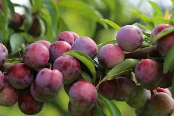 吃李子血糖会升高吗?,李子的升糖指数高吗