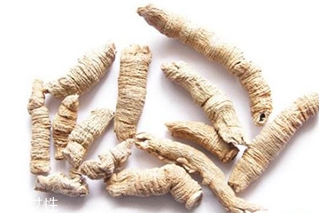 巴戟天炮制方法和标准,巴戟天炮制方法 巴戟天炮制方法和标准,巴戟天炮制方法