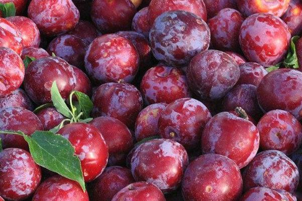 吃李子会上火吗,李子吃多了是不是会上火