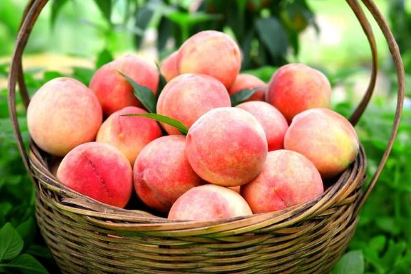 水蜜桃能和牛奶一起吃吗?,水蜜桃不能和什么水果一起吃