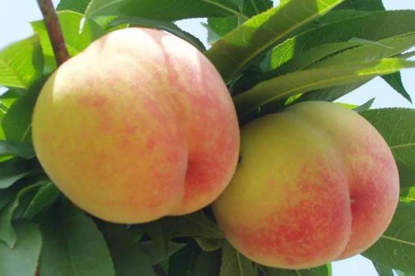 水蜜桃可以空腹吃吗,可以喝的水蜜桃