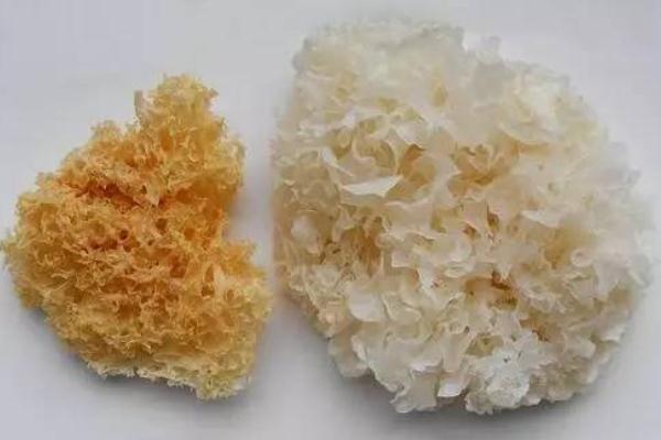 银耳要提前泡发多久,银耳需要提前泡发吗