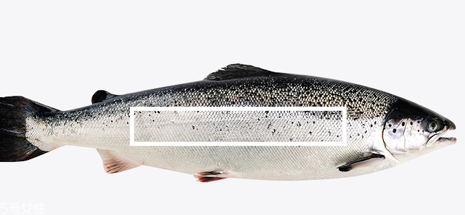 三文鱼是什么鱼,三文鱼有什么营养