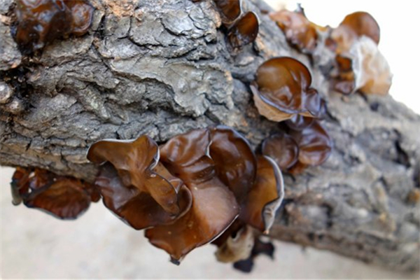 泡发的木耳隔夜还能用吗,泡过的木耳放冰箱还能吃吗