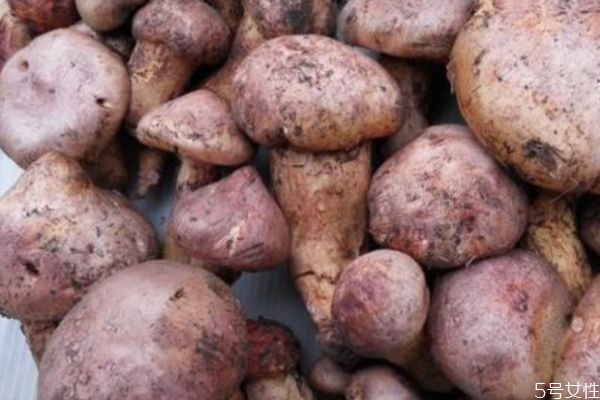 松蘑的形态特征,蘑菇的形态特征