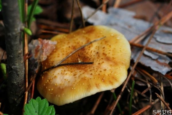 松蘑能放冰箱吗,榛蘑放冰箱能放多久