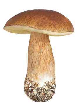 松蘑的营养成分表,松蘑有什么营养