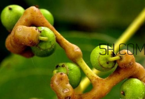 万寿果孕妇可以吃吗?,长寿果孕妇可以吃吗