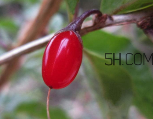 枸杞 孕妇能吃吗,野生枸杞能吃不