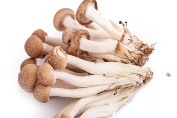 蟹味菇为什么叫蟹味菇,蟹味菇名字的由来