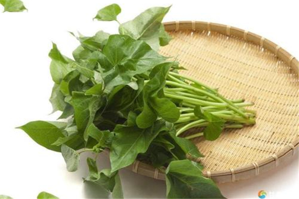 红薯叶糖尿病人可以吃吗?,糖尿病人能吃红薯叶吗? 红薯叶糖尿病人可以吃吗?,糖尿病人能吃红薯叶吗?