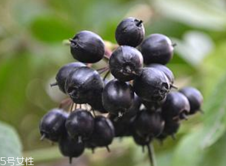 刺五加怎么做饺子馅,刺五加馅饺子的做法