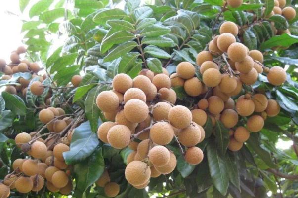 吃龙眼对身体有啥好处,吃龙眼有什么好处?有什么坏处? 吃龙眼对身体有啥好处,吃龙眼有什么好处?有什么坏处?