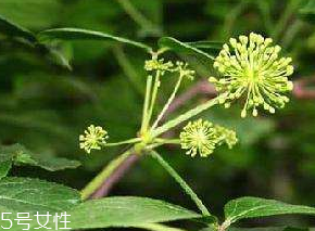 刺五加有几个品种,刺五加和刺五加叶的区别