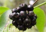 刺五加的栽培技术,刺五加的栽培技术视频