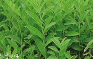 哪些人不适合吃刺五加,刺五加适合什么人吃