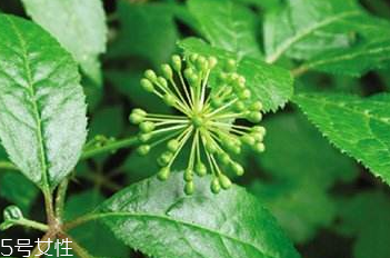 刺五加怎么保存,刺五加怎么保存 冷冻