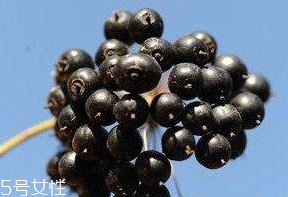 刺五加能泡脚吗,刺五加泡脚有何功效 刺五加能泡脚吗,刺五加泡脚有何功效