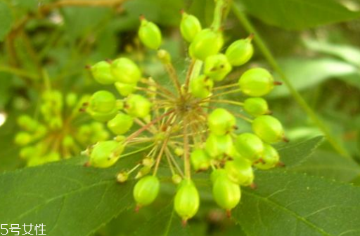 刺五加如何使用,刺五加片使用说明书